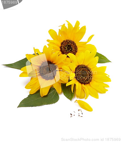 Image of Three Sunflowers