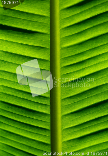 Image of Banana Palm Leaf  