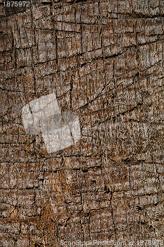 Image of Palm Tree Trunk