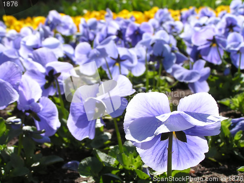 Image of pansy skyline