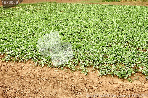 Image of Planted radishes in the garden