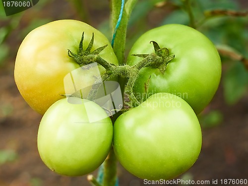 Image of Four green tomatoes in greenhouse