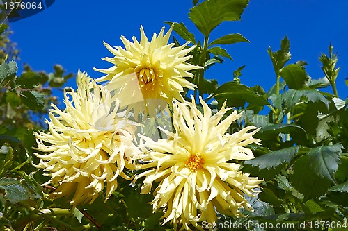 Image of Three yellow dahlias in the flowerbed