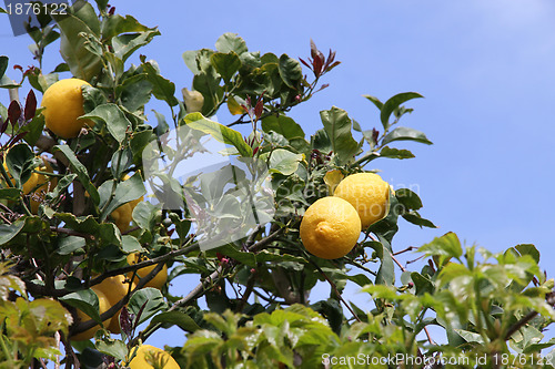 Image of lemon tree detail