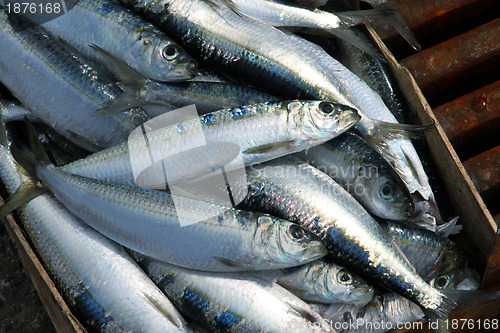 Image of sardines on a fish market