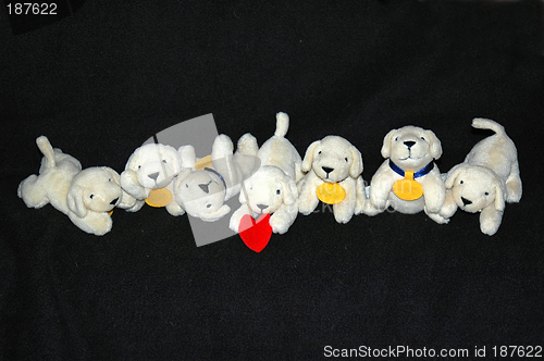 Image of Little dogs