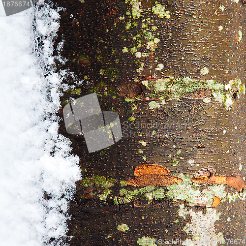 Image of Tree Trunk in the Winter with Snow