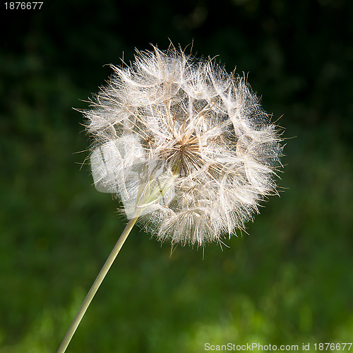 Image of Dandelion Seed Head