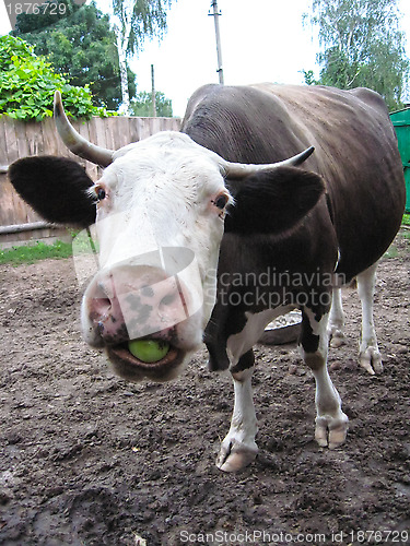 Image of The cow chews an apple