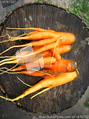 Image of a bunch of pulled out carrots