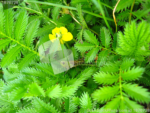 Image of Green grasshopper in a green brushwood