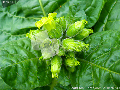 Image of Flowers of tobacco