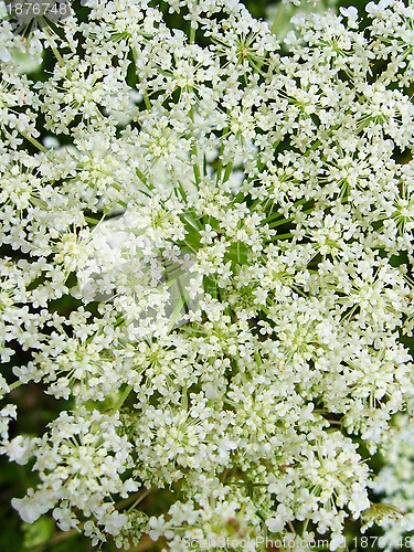 Image of background of summer field of flowers