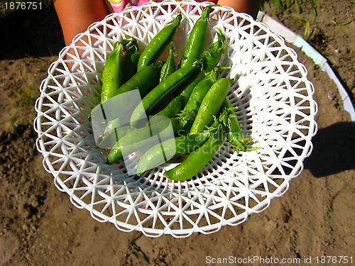 Image of Fresh green pods of peas