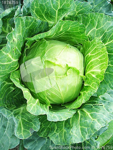 Image of Big head of cabbage