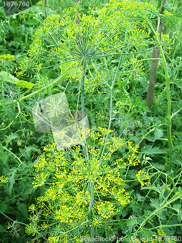 Image of Fennel growing on a bed