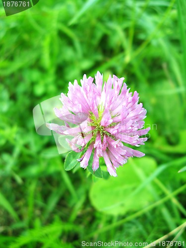 Image of Pink flower of clover