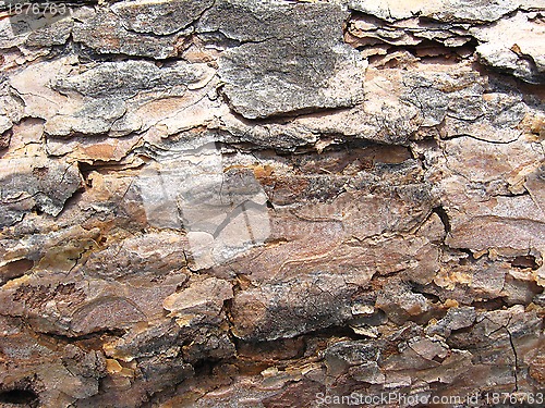 Image of Dark bark of the pine