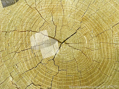 Image of Pattern on a cut of a tree