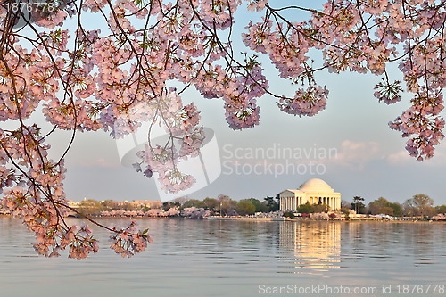 Image of Washington DC Jefferson Memorial Framed by Cherry Blossoms