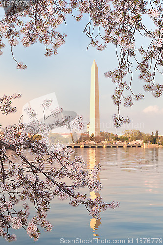 Image of Washington DC Washington Monument Framed by Cherry Blossoms Bran