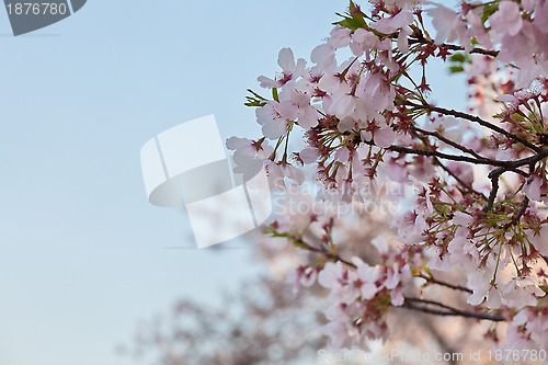 Image of Washington DC Cherry Blossoms Close up