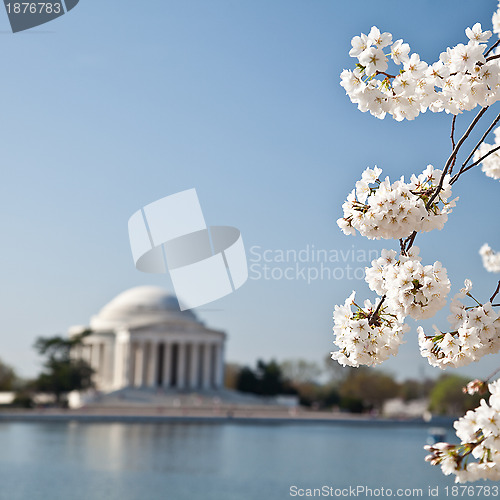 Image of Washington DC Jefferson Memorial with Cherry Blossoms