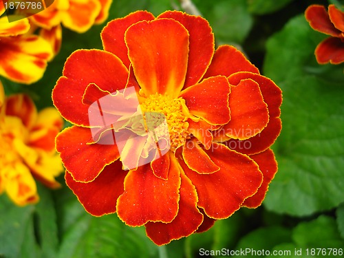 Image of A beautiful flowers of tagetes