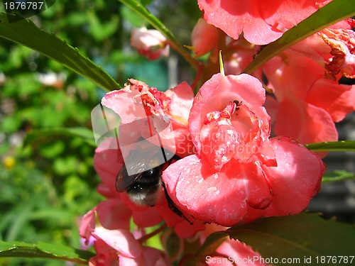 Image of bumblebee collecting nectar on the flower