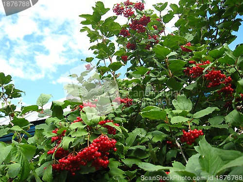 Image of Clusters of a red ripe guelder-rose