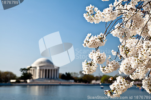 Image of Washington DC Jefferson Memorial with Cherry Blossoms