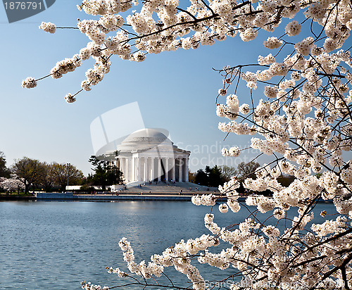 Image of Washington DC Jefferson Memorial with Cherry Blossoms