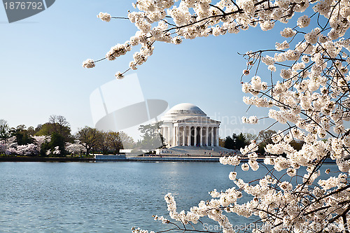 Image of Washington DC Jefferson Memorial with Cherry Blossoms