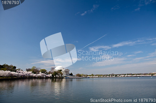 Image of Washington DC Jefferson Memorial with Cherry Blossoms