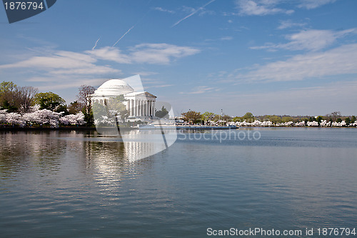 Image of Washington DC Jefferson Memorial with Cherry Blossoms