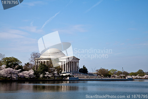 Image of Washington DC Jefferson Memorial with Cherry Blossoms