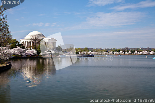 Image of Washington DC Jefferson Memorial with Cherry Blossoms