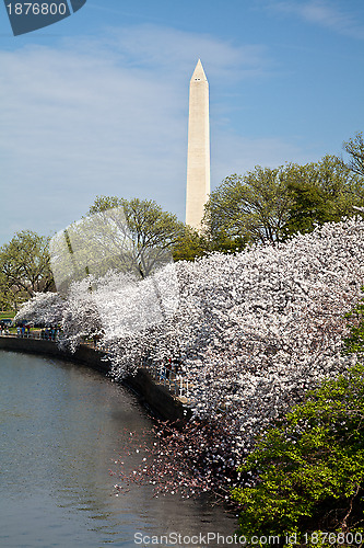 Image of Washington DC Washington Monument reflected in Tidal Basin with 