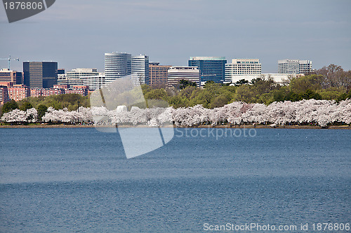 Image of Washington DC Cherry Blossoms at Tidal Basin