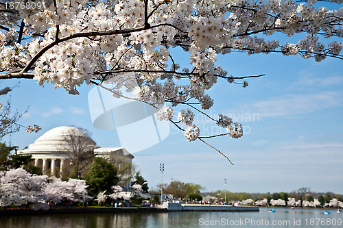 Image of Washington DC Jefferson Memorial with Cherry Blossoms