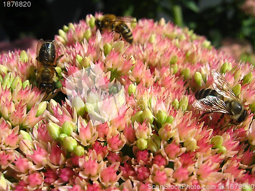 Image of bees collecting nectar on the flower