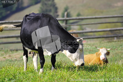 Image of two cows