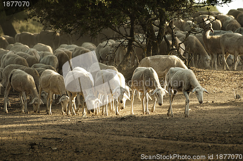 Image of Sheep herd