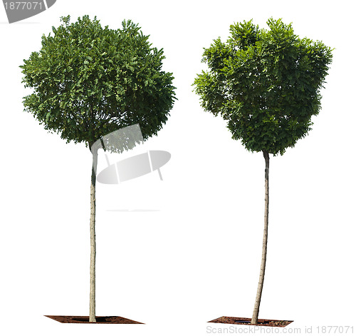 Image of Green trees isolated on white