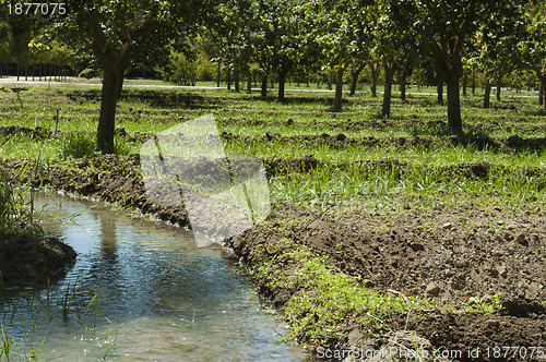 Image of Watering orchard