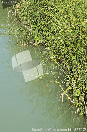 Image of Cane in River