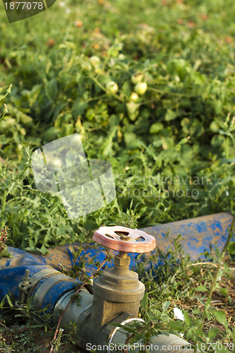 Image of Irrigation system in tomato plantation