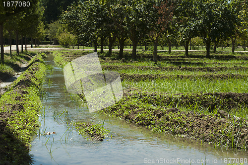 Image of Watering orchard