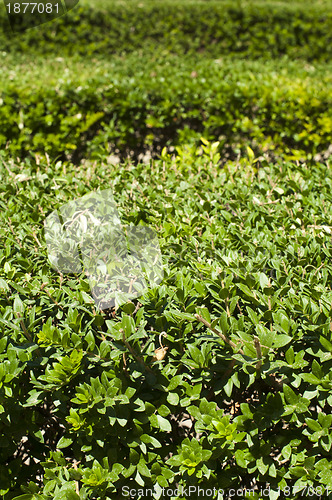 Image of Green background of garden shrubs