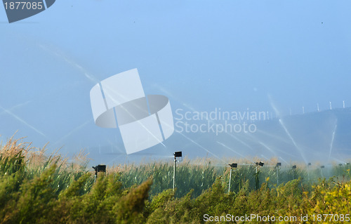 Image of Watering the corn plantation